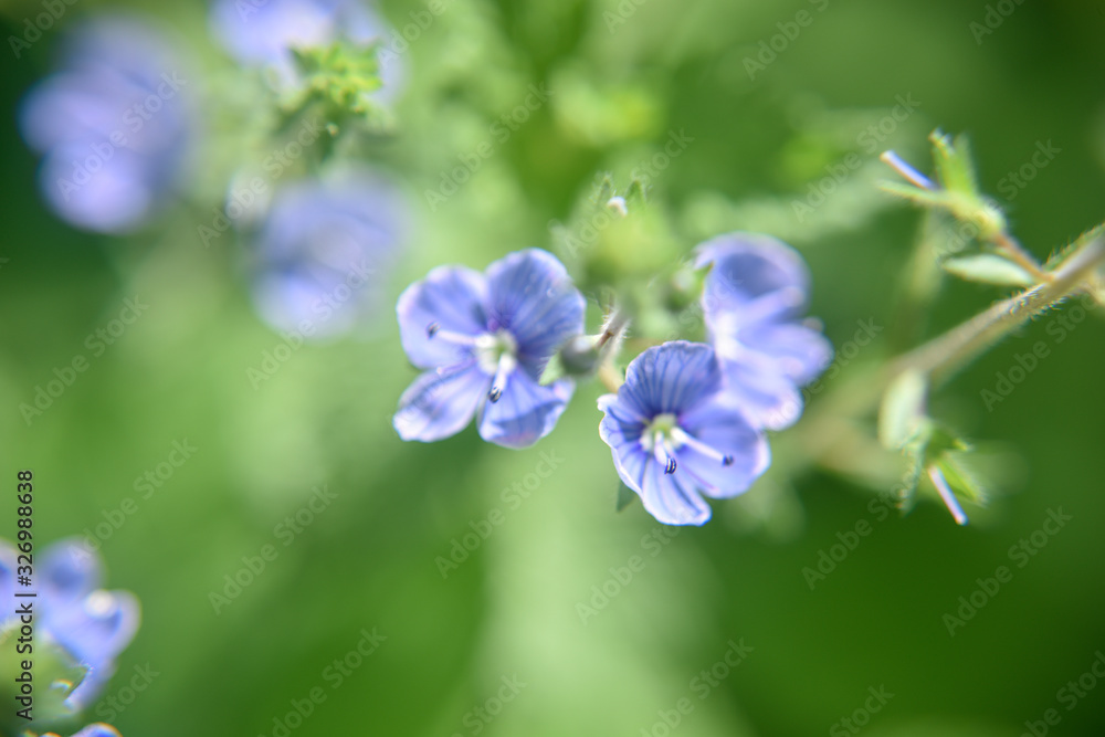Close look at the spring flower during the blooming season Close look at the spring flower during the blooming season