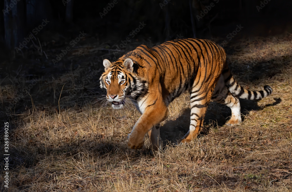 Naklejka premium Siberian Tiger (Panthera tigris altaica) walking in the winter snow