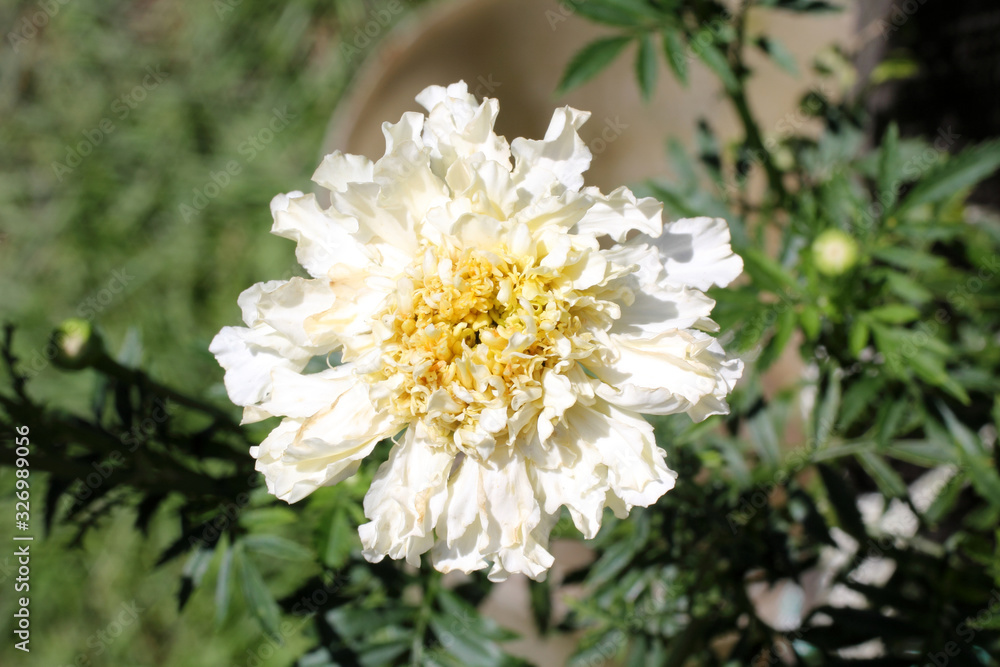 White growing marigold in garden White growing marigold in garden