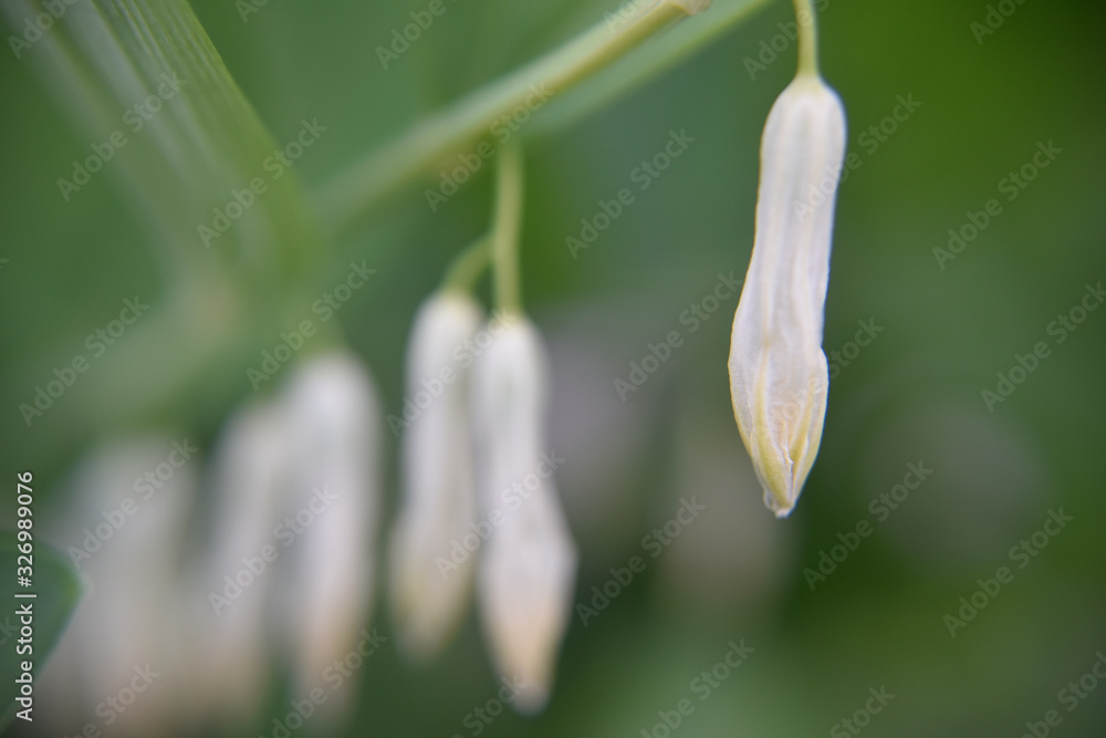 Close look at the spring flower during the blooming season Close look at the spring flower during the blooming season