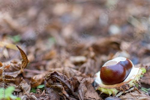 chestnut on the ground