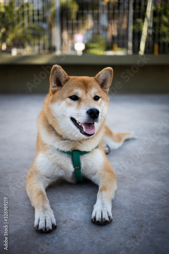 Buenos Aires, Argentina - February 28, 2020: Shiba Inu dog portrait with a green chest belt lying on the floor of the park in Buenos Aires, Argentina