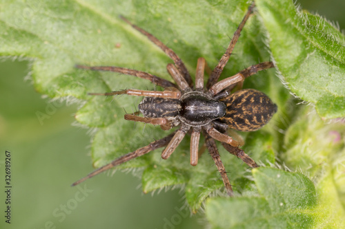 Xerolycosa is a small wolf spider in the family Lycosidae. 