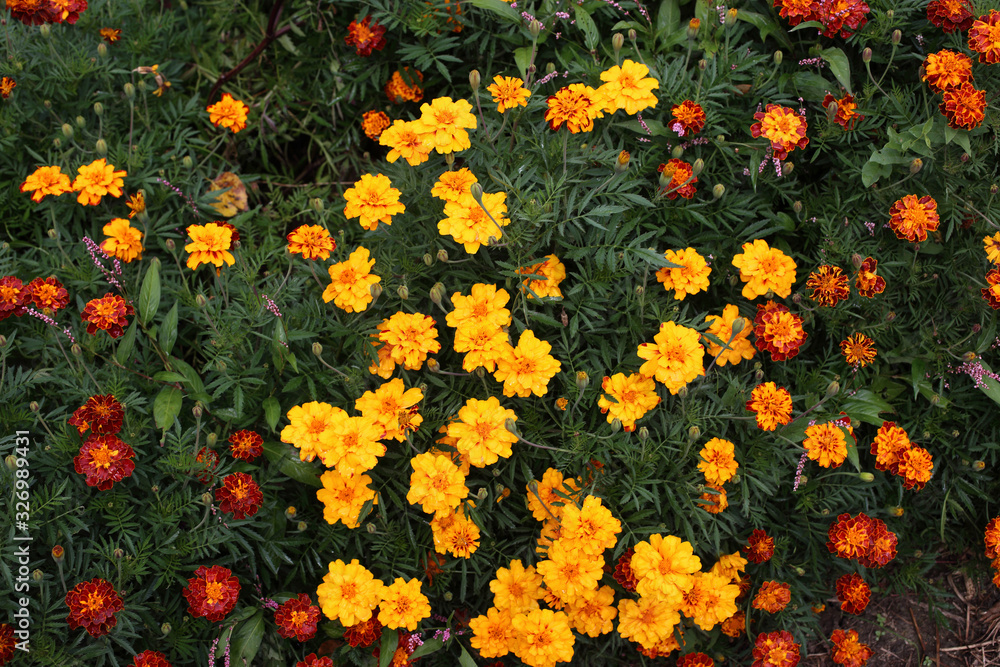 Marigolds growing in garden. Flower background