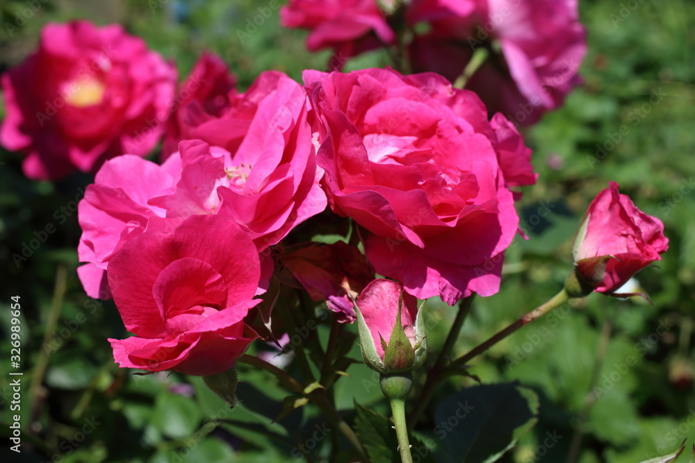 Pink rose in garden. Northern variety