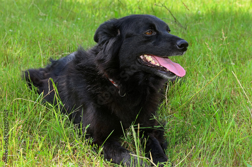 schwarzer Hund liegt im Gras photo