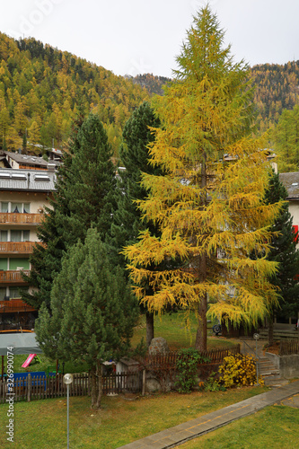 The pine tree in autumn season at zermatt,swiss