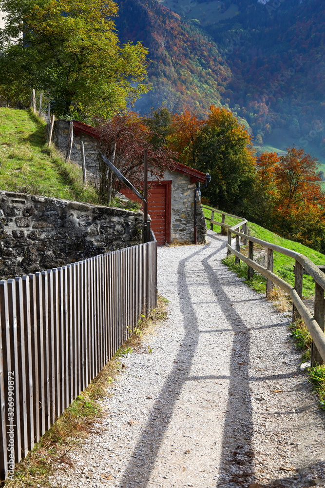 Fototapeta premium The walk way on the hill in forest autumn season at freiburg,swiss