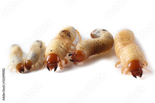 Chafer larva isolated on white photo