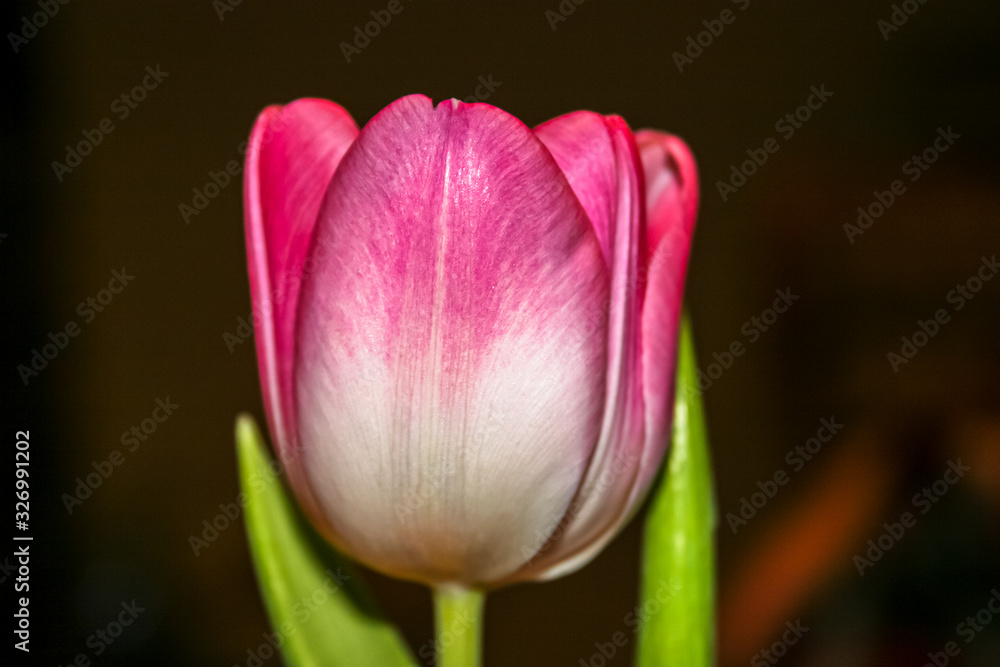 Fototapeta premium Allphotokz Tulips 20050305 2499 20D