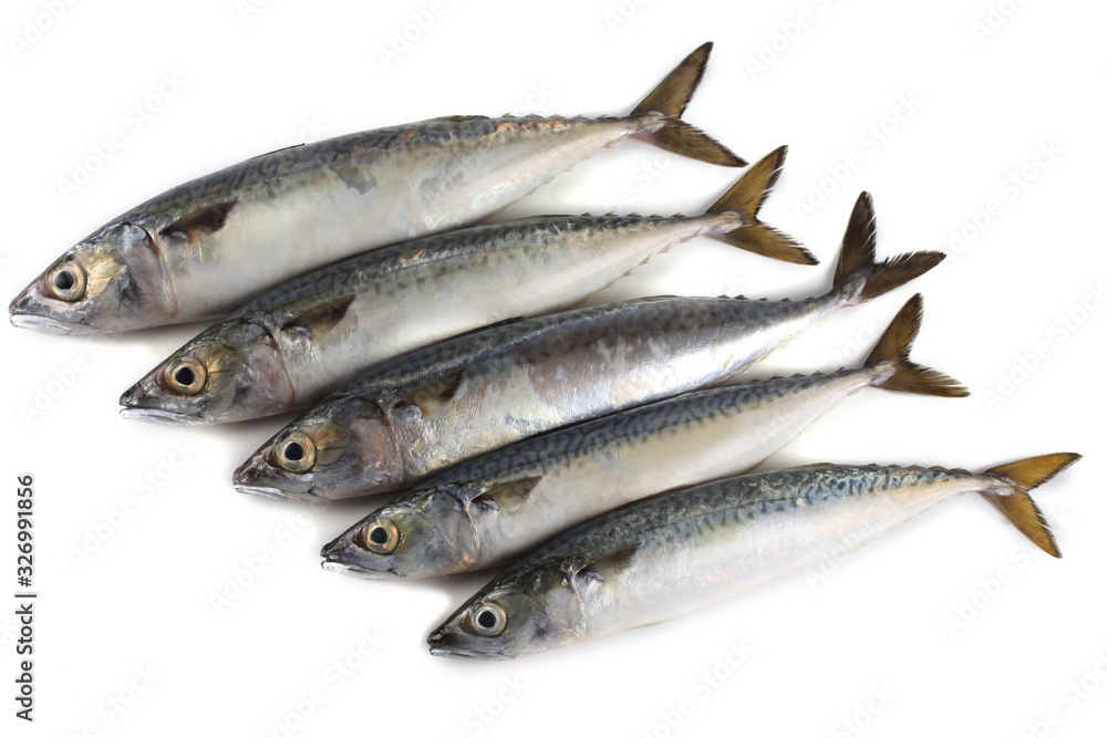 Chub mackerel (Pacific mackerel, saba)