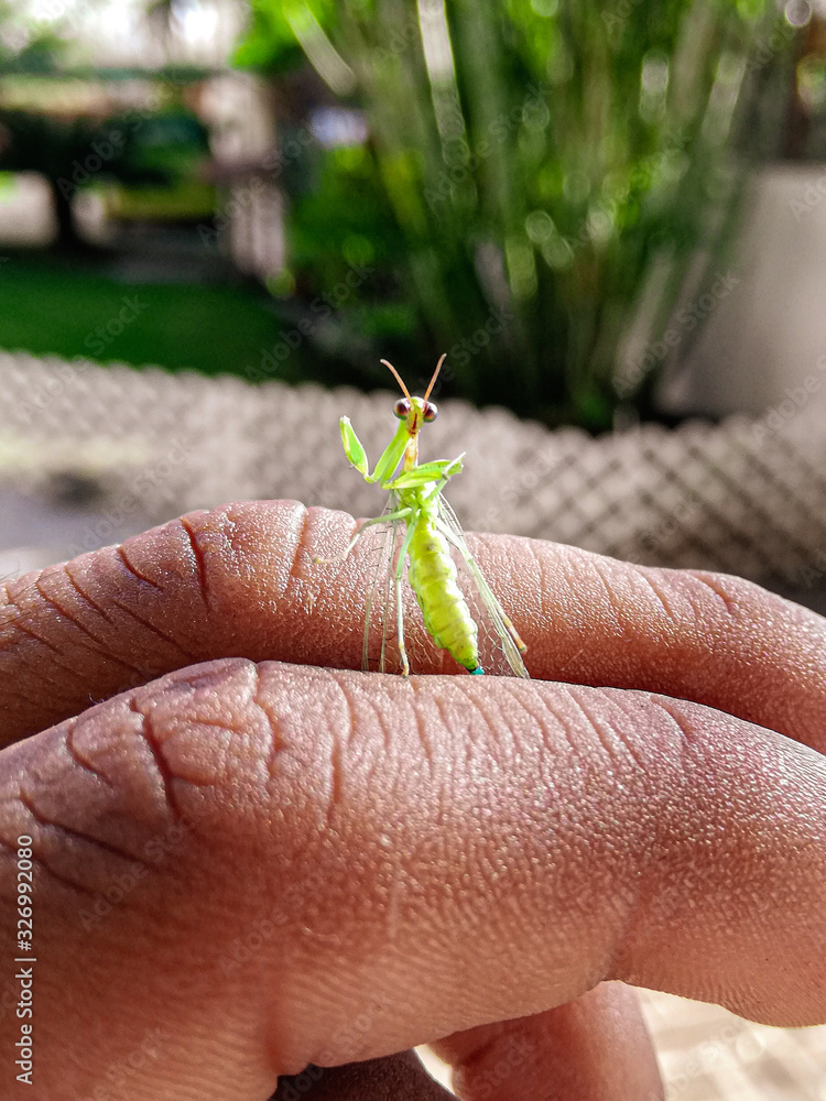 hand holding a leaf hand holding a leaf