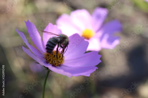 Bumblebee on pink cosmos flower