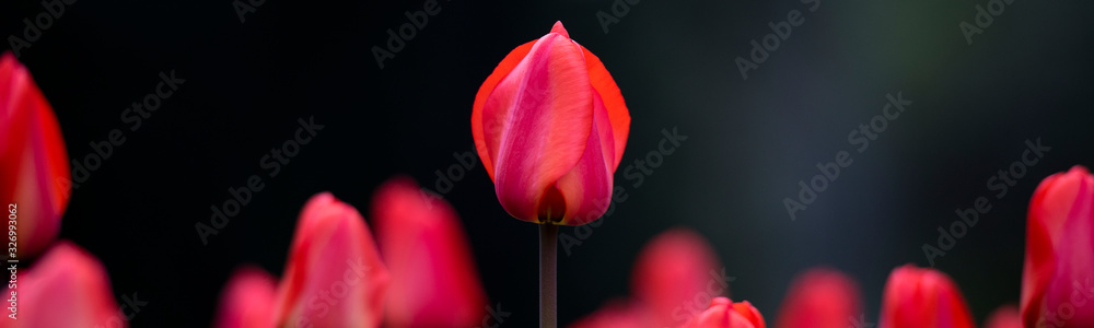 Allphotokz Tulips 20160410 0247 D810 Allphotokz Tulips 20160410 0247 D810