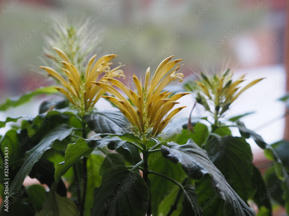 Pachistachis is an exotic houseplant with yellow, similar to panicles. Wintering. Pleasing to the eye. Pachistachis is an exotic houseplant with yellow, similar to panicles. Wintering. Pleasing to the eye.