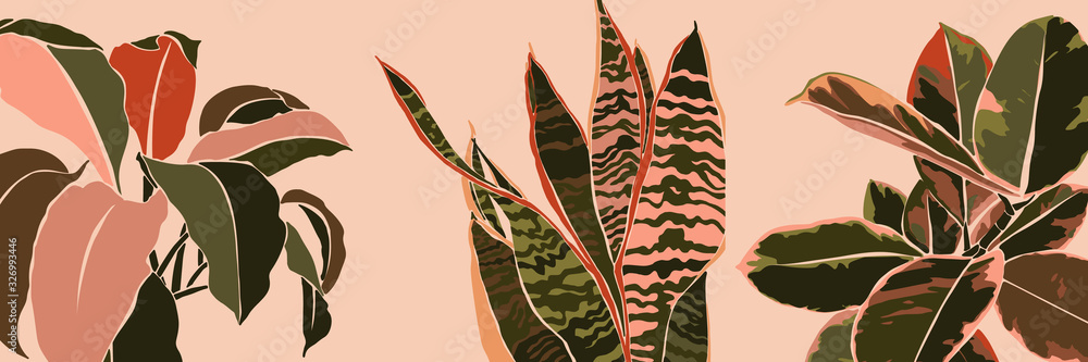 Art-kolaż liście rośliny doniczkowej w minimalistycznym, modnym stylu. Sylwetka roślin sansevieria, spathiphyllum i ficus we współczesnym prostym abstrakcyjnym stylu na różowym tle. Ilustracja wektorowa <span>plik: #326993446 | autor: Sini4ka</span>