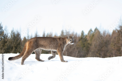 Cougar or Mountain lion (Puma concolor) walking in the winter snow