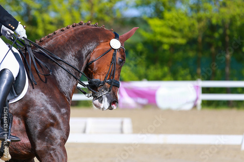 Dressage horse sweating heavily during a dressage test, photographed in head portraits, is placed hard on the bit by the rider (hyperflexion)..