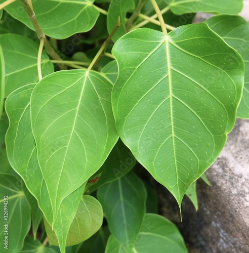 Close Up Banyan or Sacred Fig Leaves
