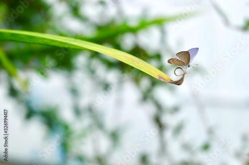 Tropical Luthrodes Pandava Butterfly on The Leaf photo