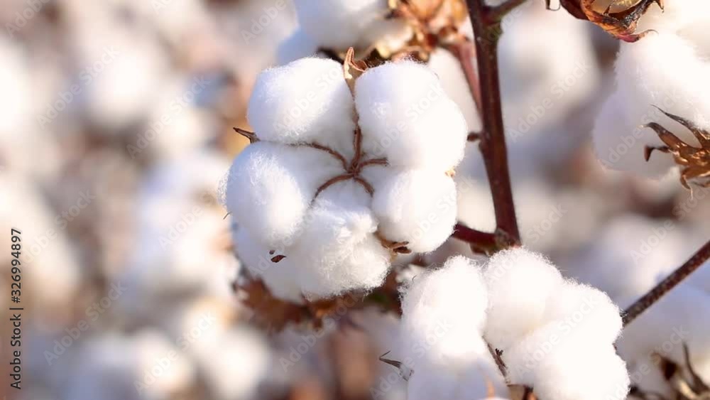 Agriculture, cotton in detail, macro cotton boll, cotton field with blue sky, Brazilian agribusiness Agriculture, cotton in detail, macro cotton boll, cotton field with blue sky, Brazilian agribusiness