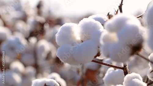 Agriculture, cotton in detail, macro cotton boll, cotton field with blue sky, Brazilian agribusiness