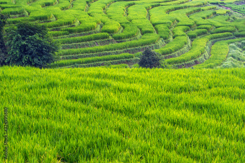 Green rice terraces in Chiang Mai, Thailand