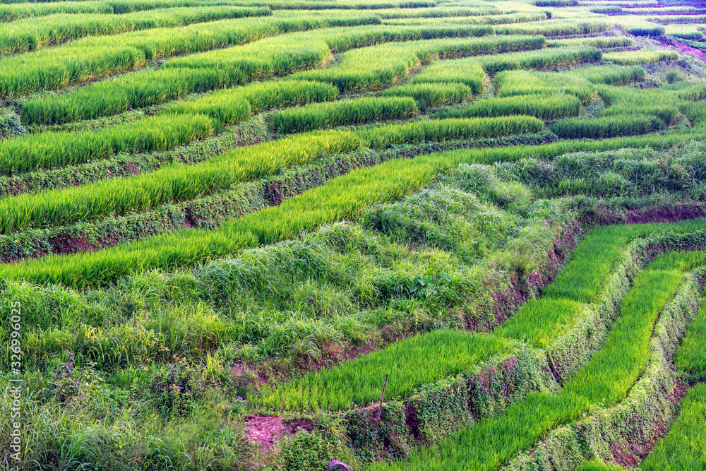 Green field of rice terraces on mountain in Thailand Green field of rice terraces on mountain in Thailand