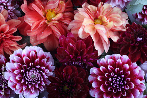 Dahlia flowers background