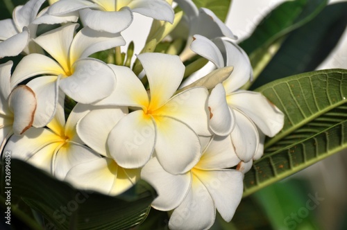 Colorful flowers.Group of flower.group of yellow white and pink flowers (Frangipani, Plumeria) White and yellow frangipani flowers with leaves in background. © tharathip
