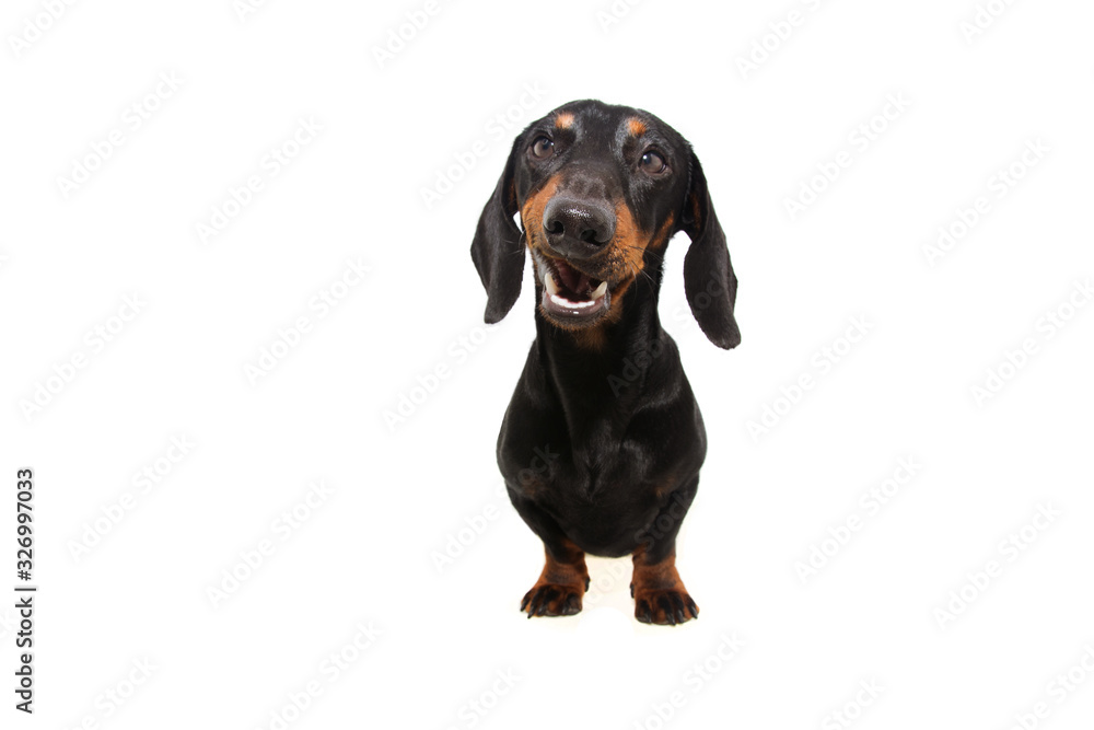 Active dachshund puppy dog making a funny happy face. Isolated on white background.