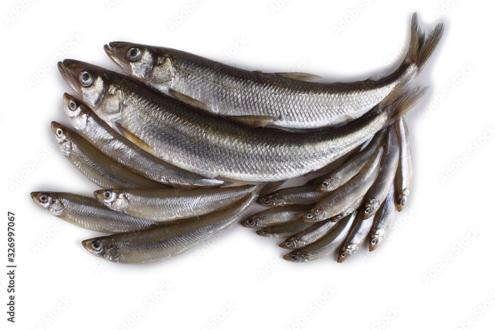 Smelt fishes. Big, middle and little Pacific smelt varieties Smelt fishes. Big, middle and little Pacific smelt varieties