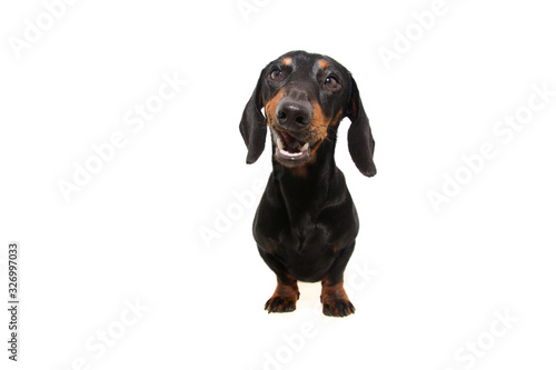 Active dachshund puppy dog making a funny happy face. Isolated on white background. © Sandra