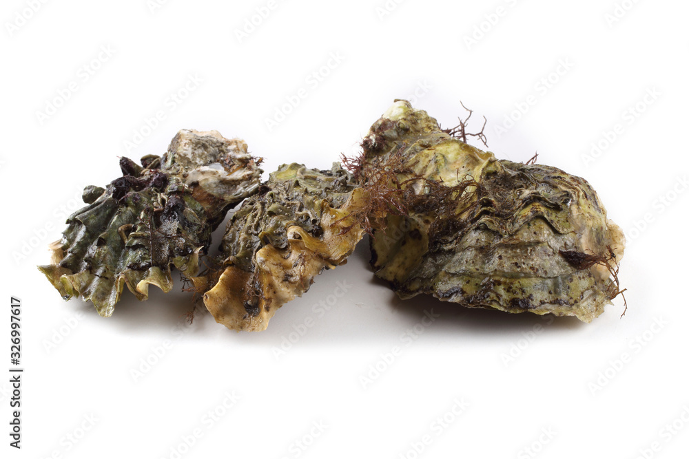 Oysters isolated on white Oysters isolated on white