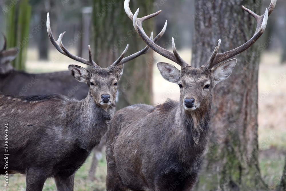 Couple of Two Dybowskii Deer Portrait in Winter Close Up Couple of Two Dybowskii Deer Portrait in Winter Close Up