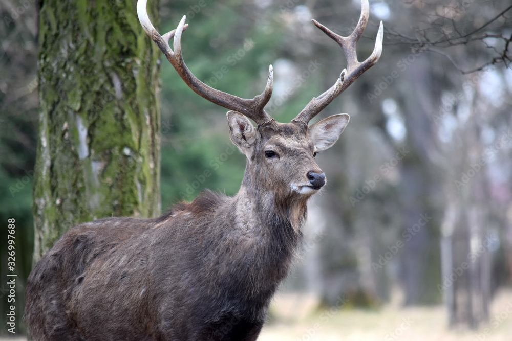 Dybowskii Deer Portrait in Winter Head Close Up Dybowskii Deer Portrait in Winter Head Close Up