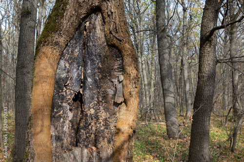 Old tree with bark canker in a forest. Magic fantasy wood scenery with rustic textured plant. Garden disease symptom