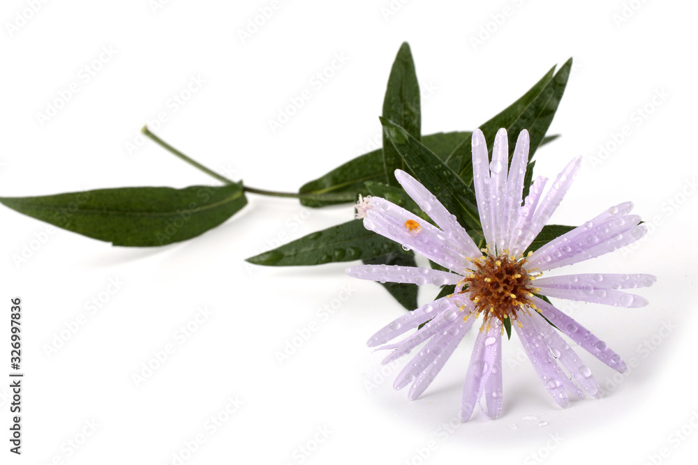 Wild aster isolated on white