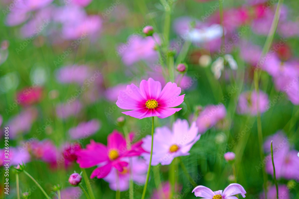 Cosmos flowers bloom in the rainy season in the garden.