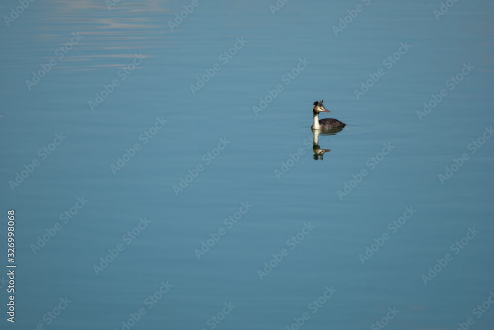 Diver bird swimming and fishing on lake