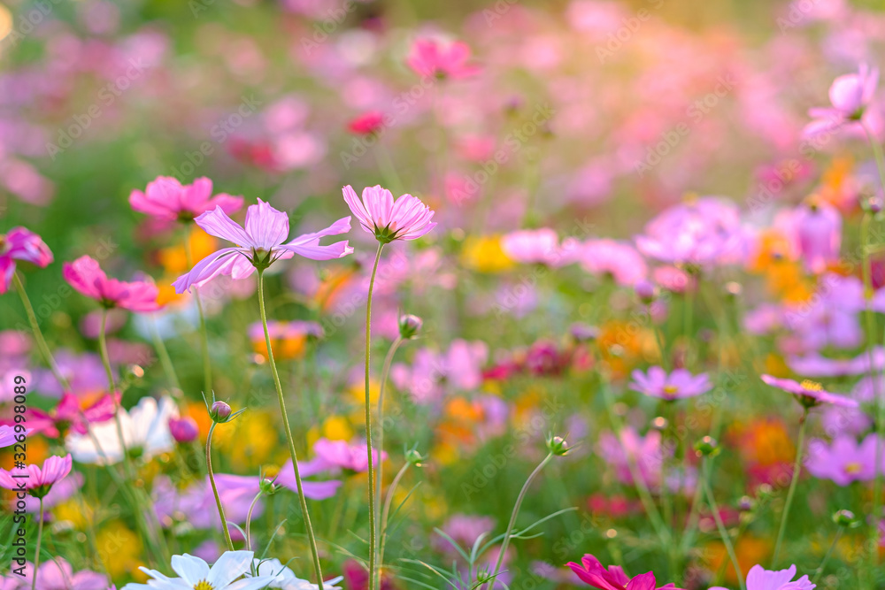 Cosmos flowers bloom in the rainy season in the garden.