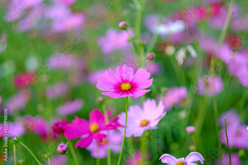 Cosmos flowers bloom in the rainy season in the garden.