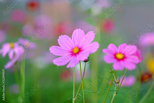 Cosmos flowers bloom in the rainy season in the garden. © Anon