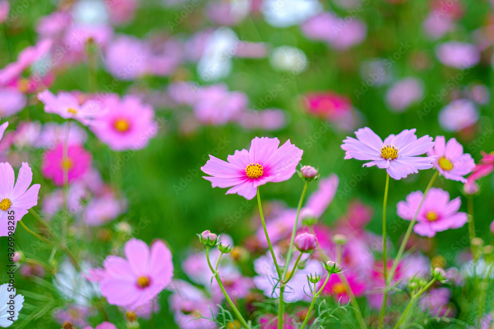 Cosmos flowers bloom in the rainy season in the garden. Cosmos flowers bloom in the rainy season in the garden.