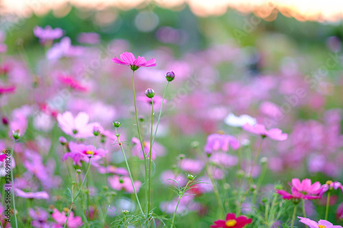 Cosmos flowers bloom in the rainy season in the garden. © Anon