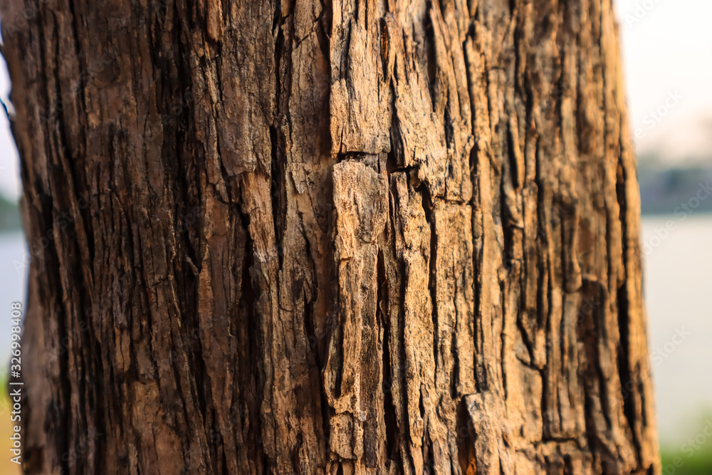 Natural bark texture background material. For Design. Old Wood Tree Background Pattern. dry tree bark close up. Natural bark texture background material. For Design. Old Wood Tree Background Pattern. dry tree bark close up.