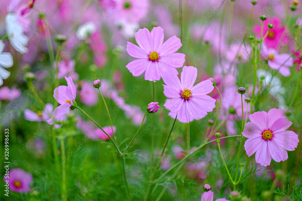 Cosmos flowers bloom in the rainy season in the garden.