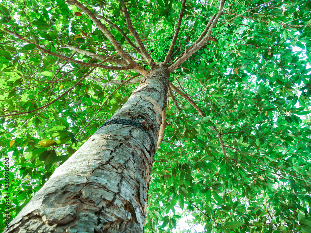 Fototapeta premium Large tree trunk,Rotate and Looking up shot on green tree.
