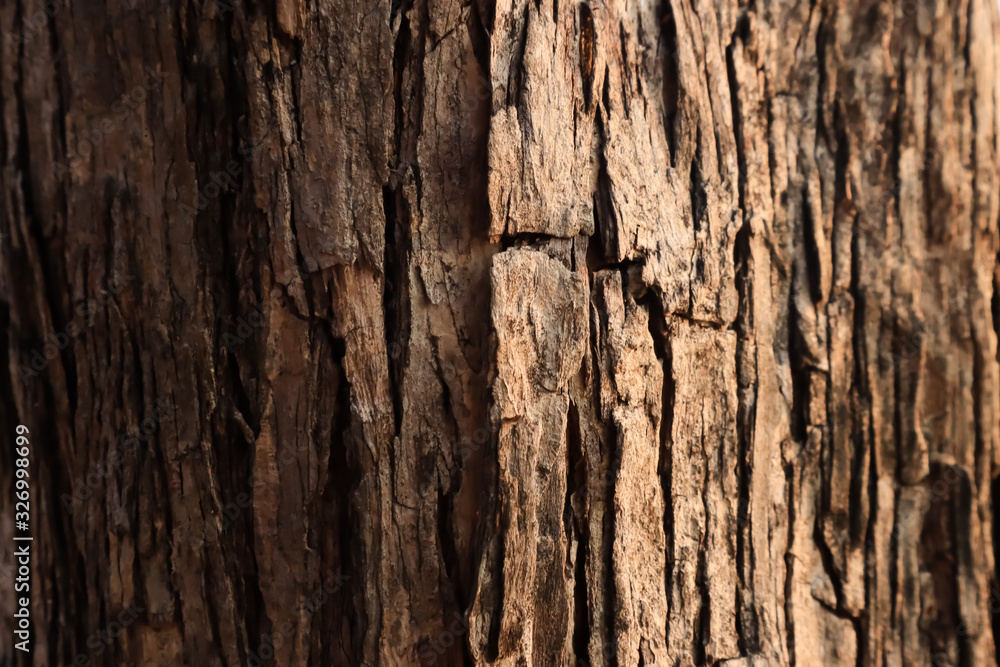 Natural bark texture background material. For Design. Old Wood Tree Background Pattern. dry tree bark close up. Natural bark texture background material. For Design. Old Wood Tree Background Pattern. dry tree bark close up.