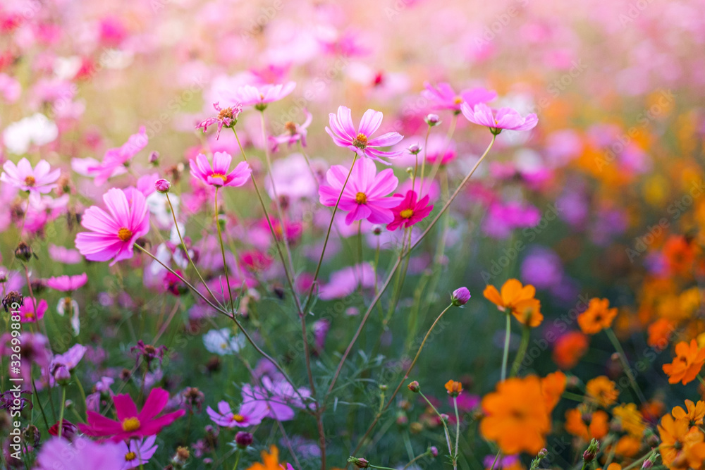 Cosmos flowers bloom in the rainy season in the garden.